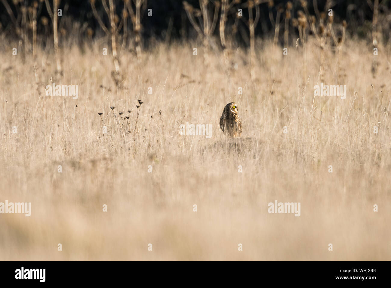 Short eared owl, Jagd an der Portland Bill, Dorset, thront auf einem Felsen unter dem Gras. Stockfoto