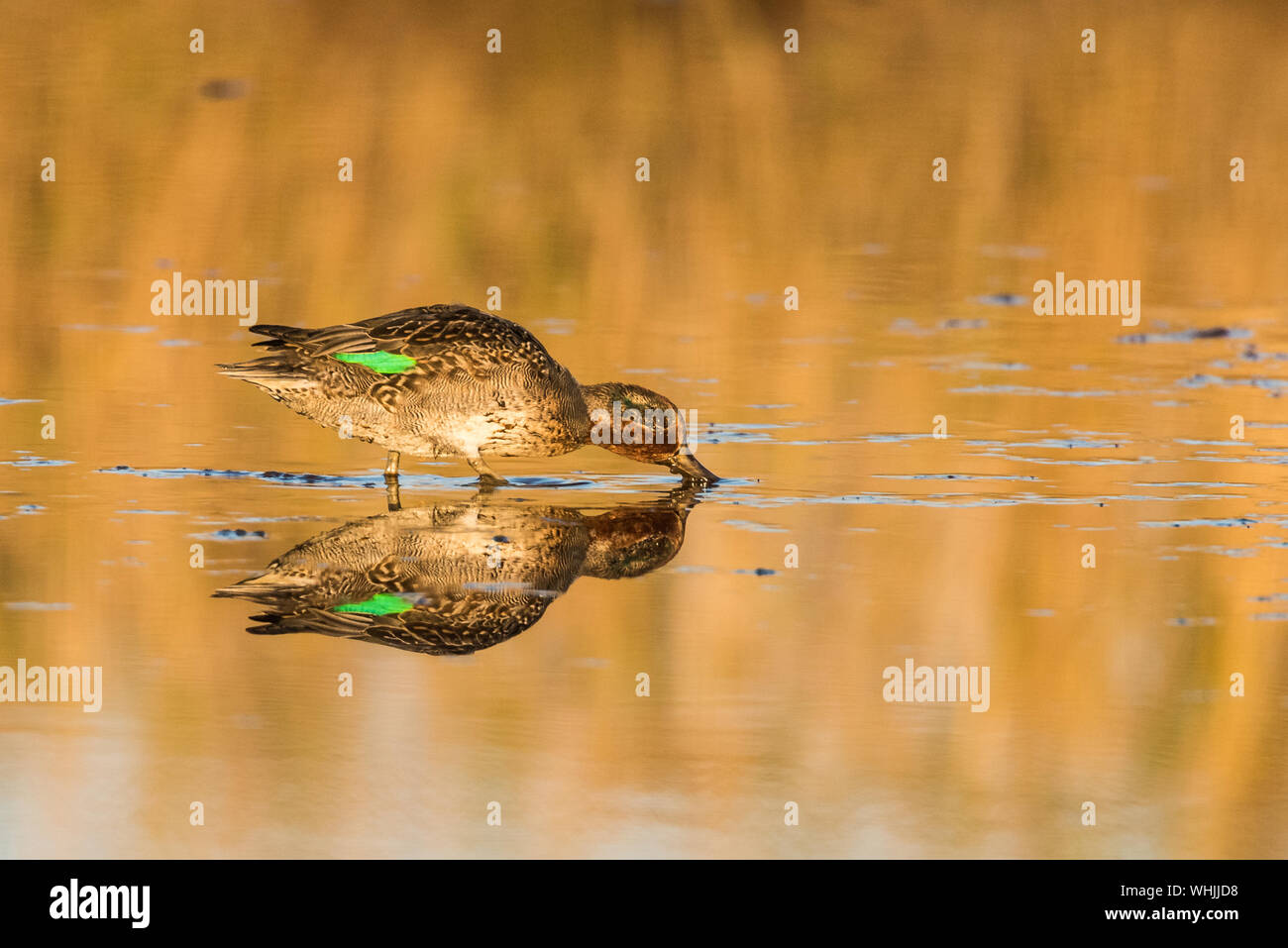 Fütterung teal, Anas crecca, vollständige Reflexion an goldenen Stunde Stockfoto