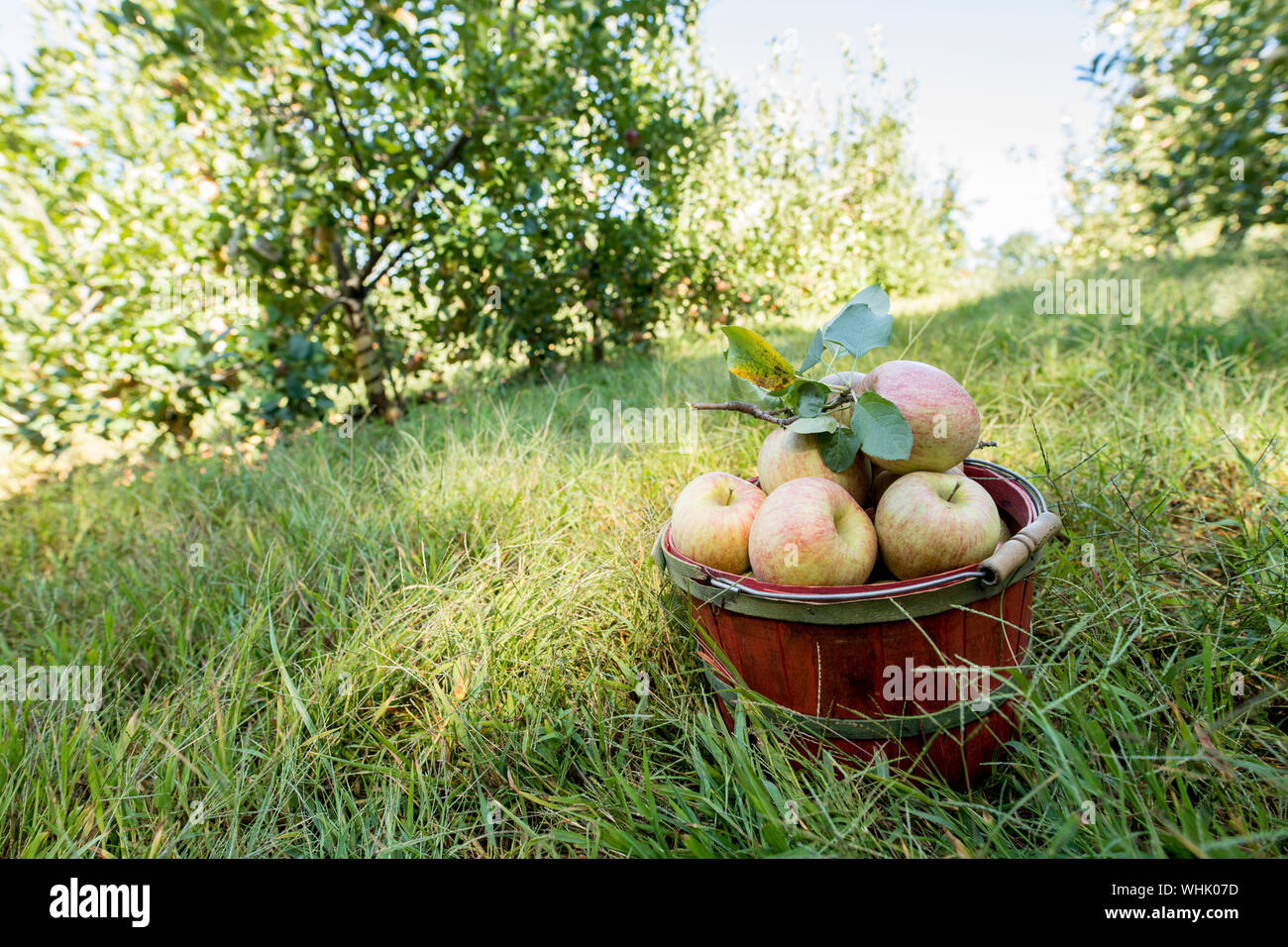 Warenkorb organischer Äpfel frisch in Orchard abgeholt Stockfoto