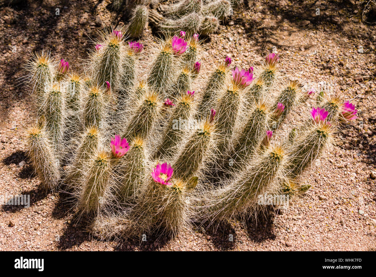 Desert Botanical Cactus Blumen Stockfoto