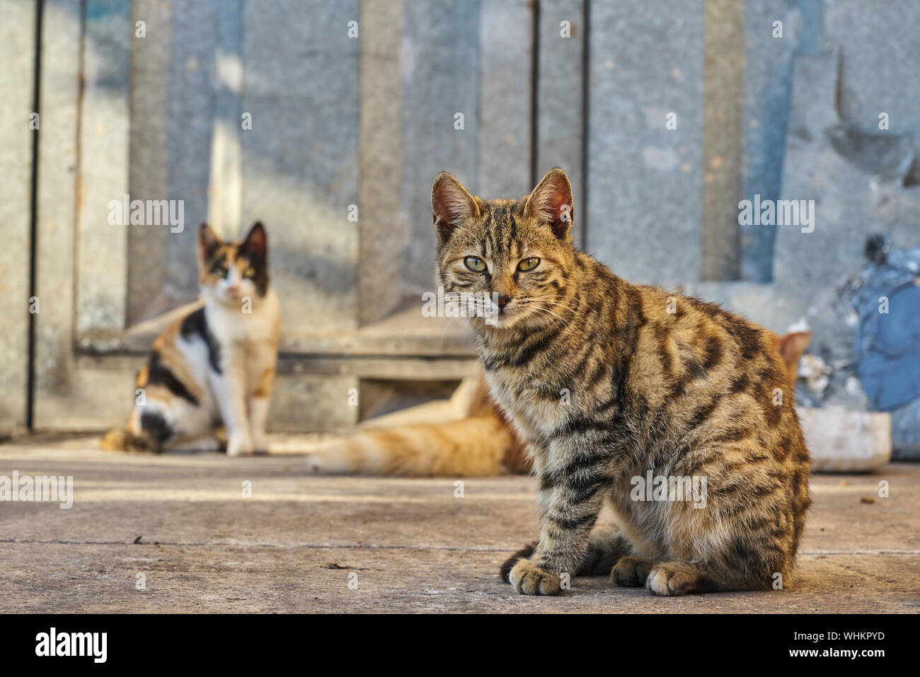 Streunende Katzen auf der Suche an Kamera Stockfoto
