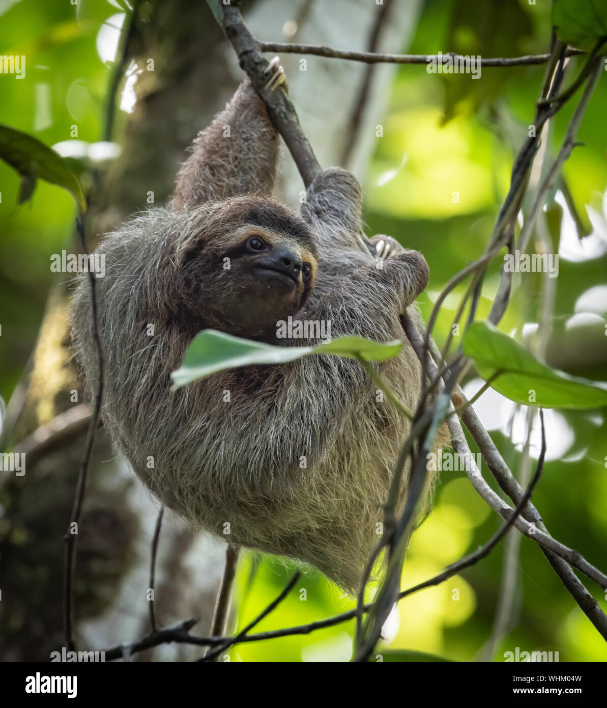 Faultiere Hängen in den Regenwald Stockfoto