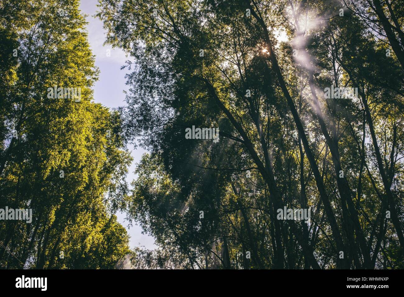 Niedrigen Winkel Blick auf Sonne Shinning durch Bäume Stockfoto