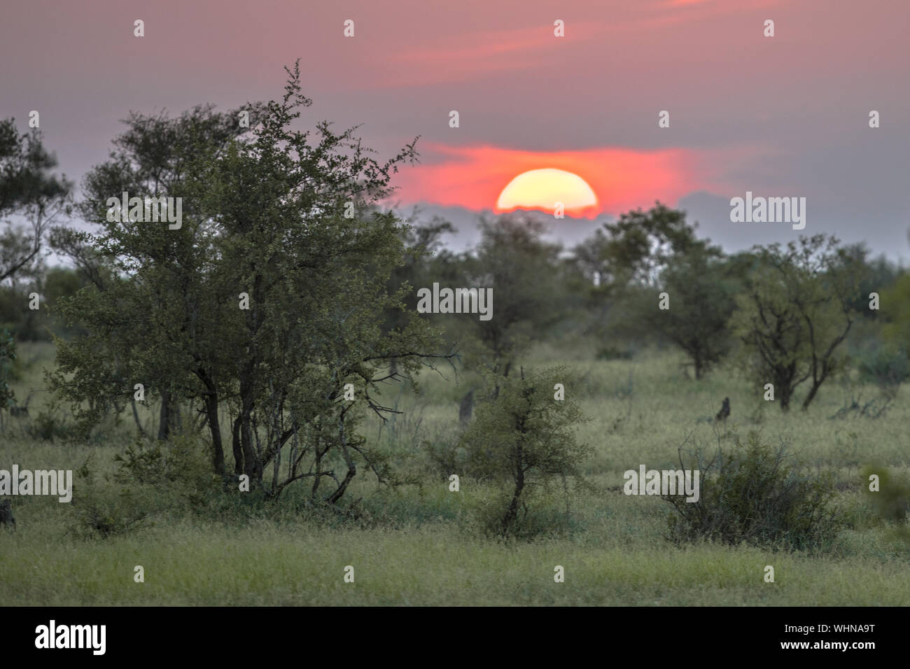 Die afrikanische Sonne über Silhouette Savanne Bäumen, Büschen und Gras bei Sonnenuntergang im Krüger Nationalpark, Südafrika Stockfoto