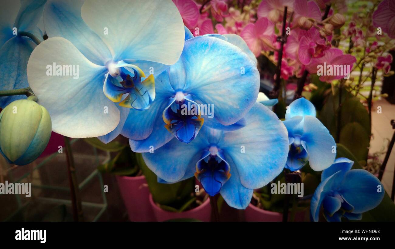 Blaue Orchideen Stockfotos Und Bilder Kaufen Alamy