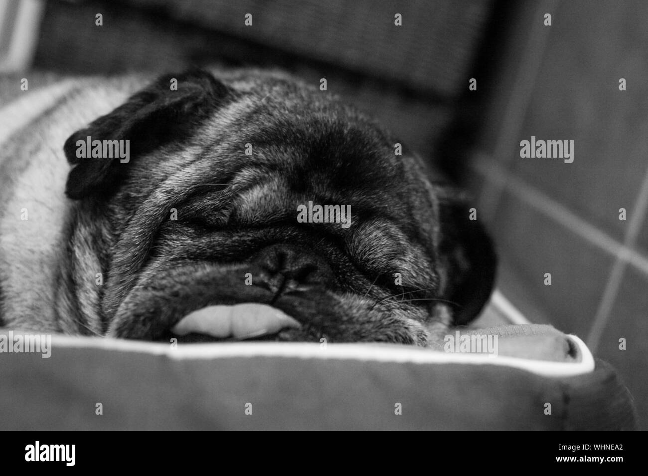 Hund Schläft Mit Der Zunge Raus SchwarzweißStockfotos und bilder Alamy