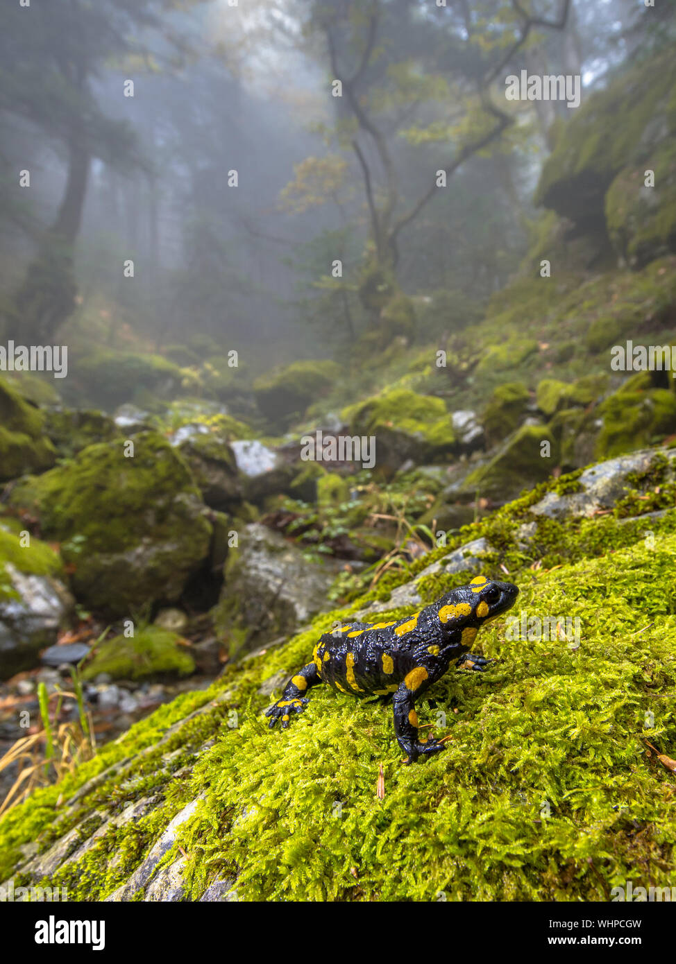 Feuersalamander (Salamandra salamandra) ist vielleicht das bekannteste salamander Arten in Europa. Tier in der Nähe der natürlichen Bergwald Habita Stockfoto