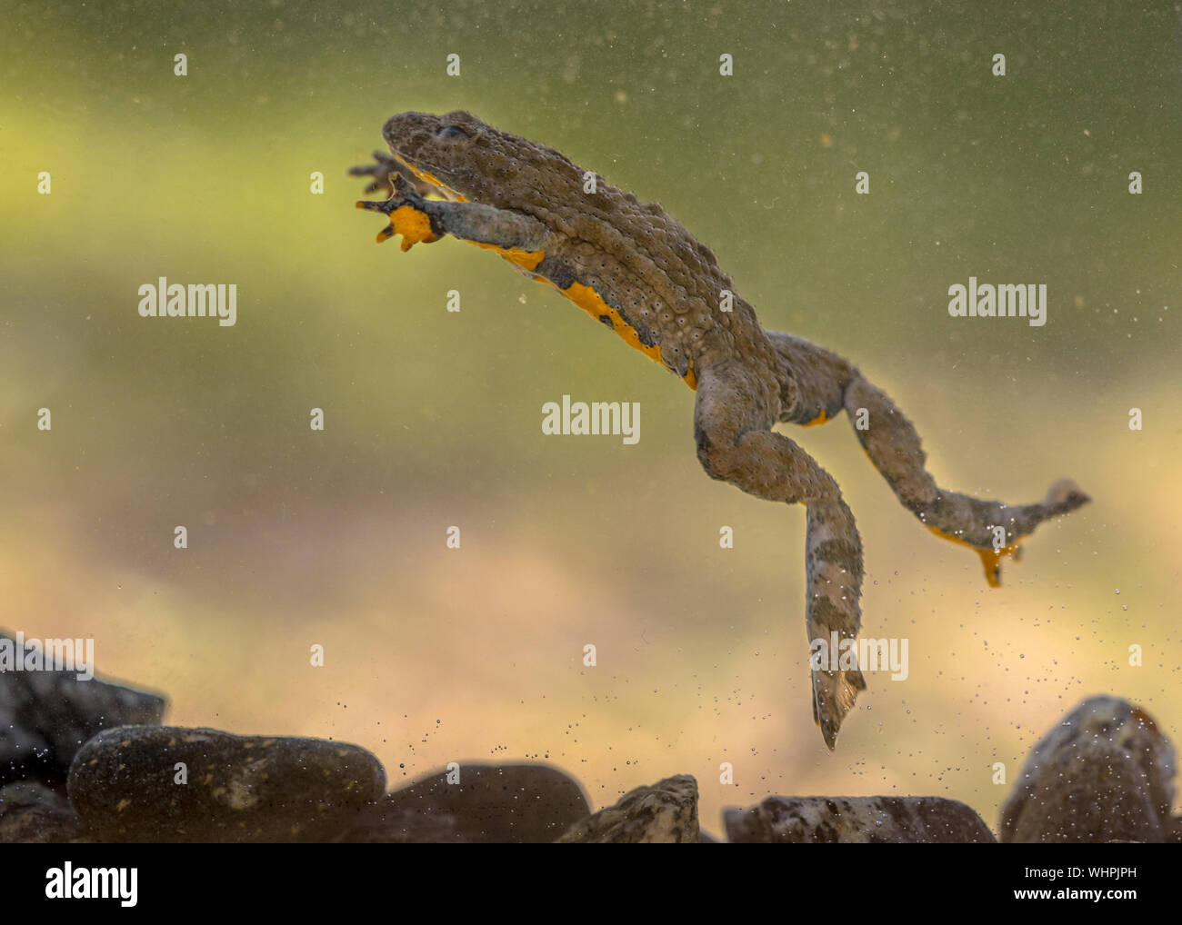 Untergetaucht Gelbbauchunke (Bombina variegata) Schwimmen unter Wasser mit verschwommenen Hintergrund Stockfoto