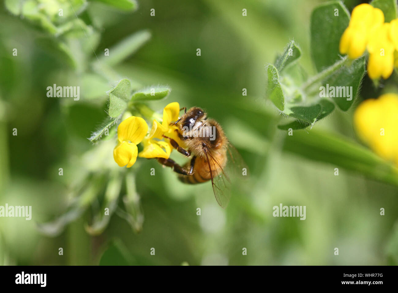 Honey Bee oder arbeitsbiene extreme Nahaufnahme Lat. Apis mellifera auf einem gelben Kleeblatt oder medick Blume oder Medicago in Italien im Frühjahr Stockfoto