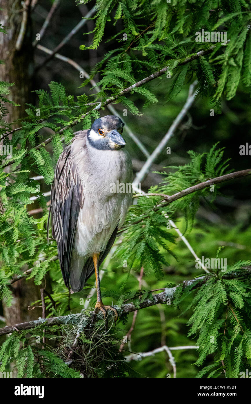 Gelb - gekrönte Night Heron unreifen, stehend auf einem Cypress Tree Stockfoto