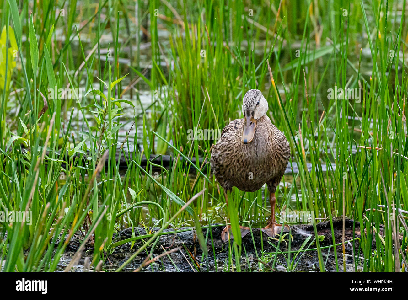 Fleckige Ente im Süden Floridas Sümpfe Stockfoto