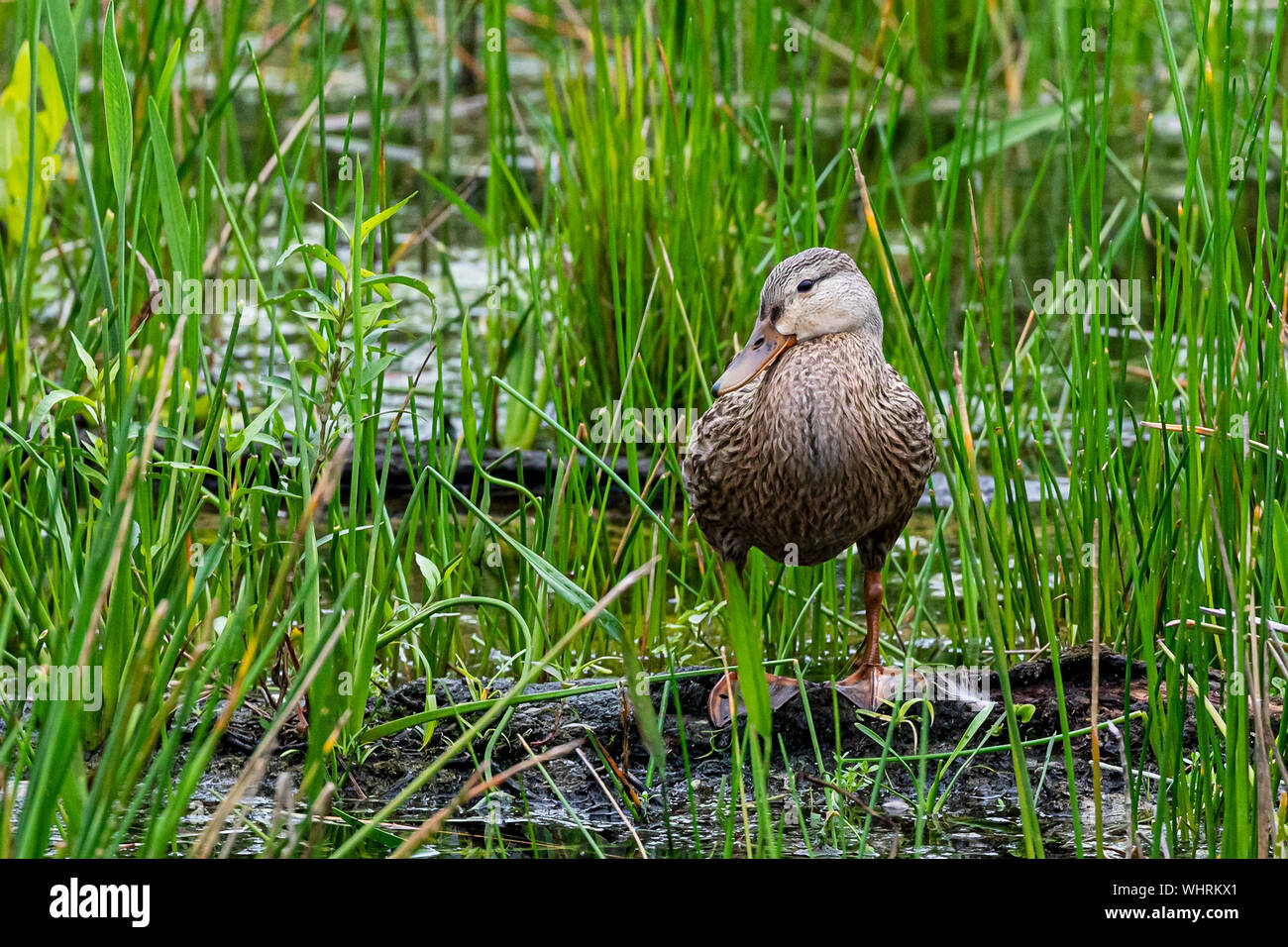 Fleckige Ente im Süden Floridas Sümpfe Stockfoto