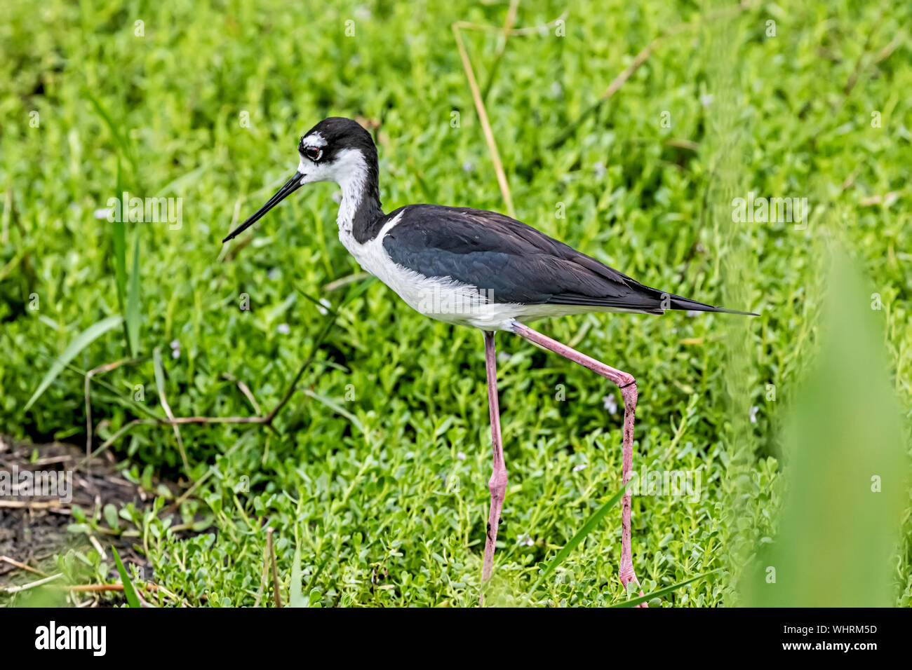 Black-necked Stelze nach Essen suchen Stockfoto