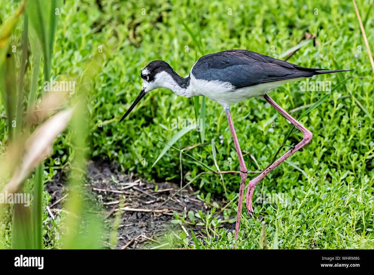 Black-necked Stelze nach Essen suchen Stockfoto