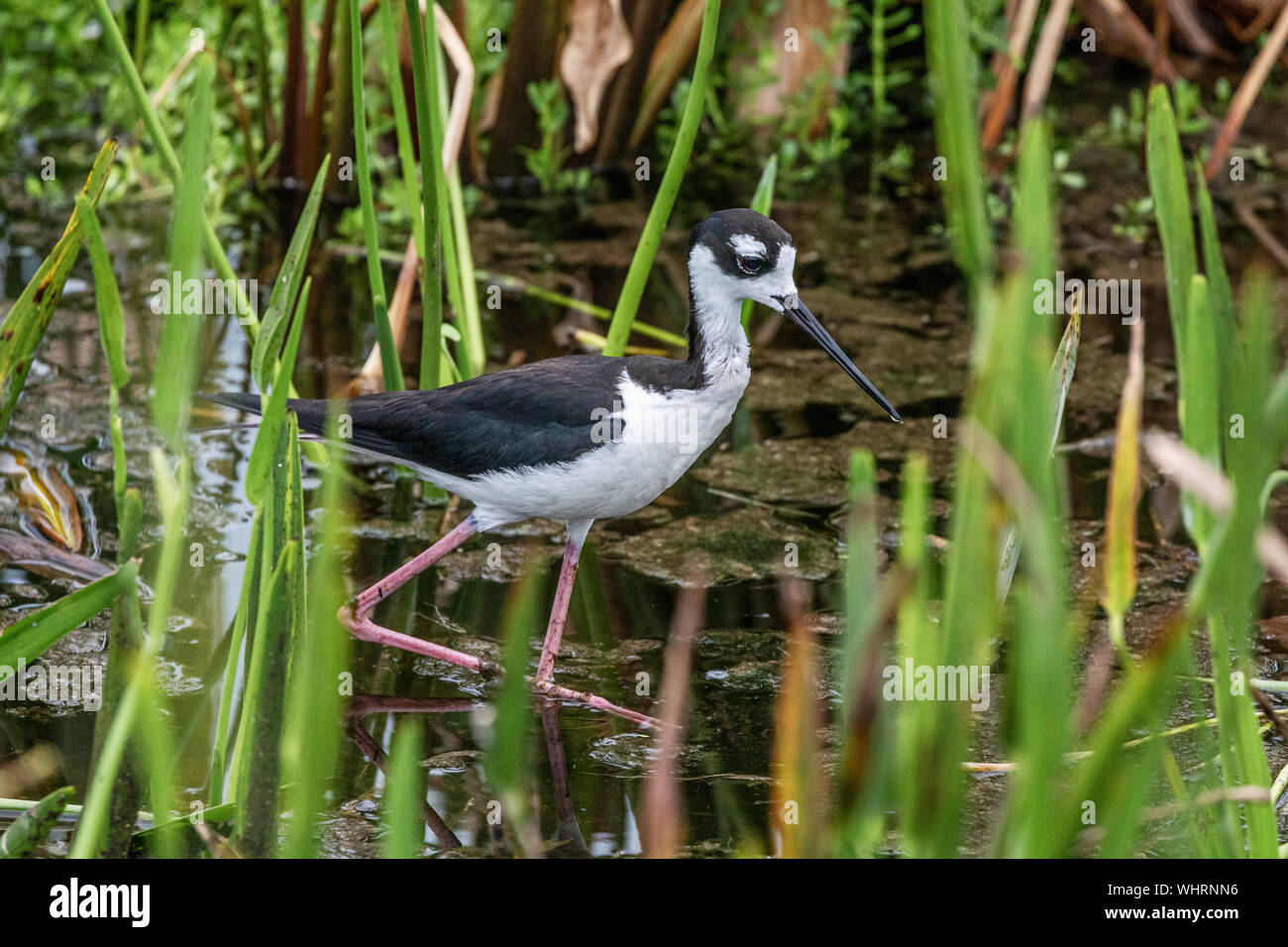 Black-necked Stelze nach Essen suchen Stockfoto