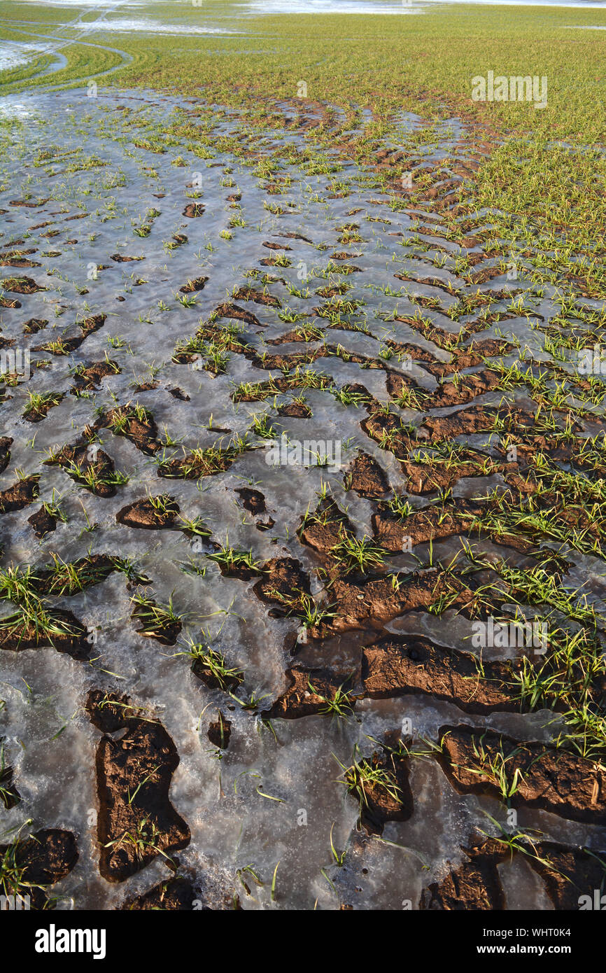 Winter Kulturen Weizen Sprößlinge in den frühen Frühling Eis, Landwirtschaft Hintergrund Stockfoto