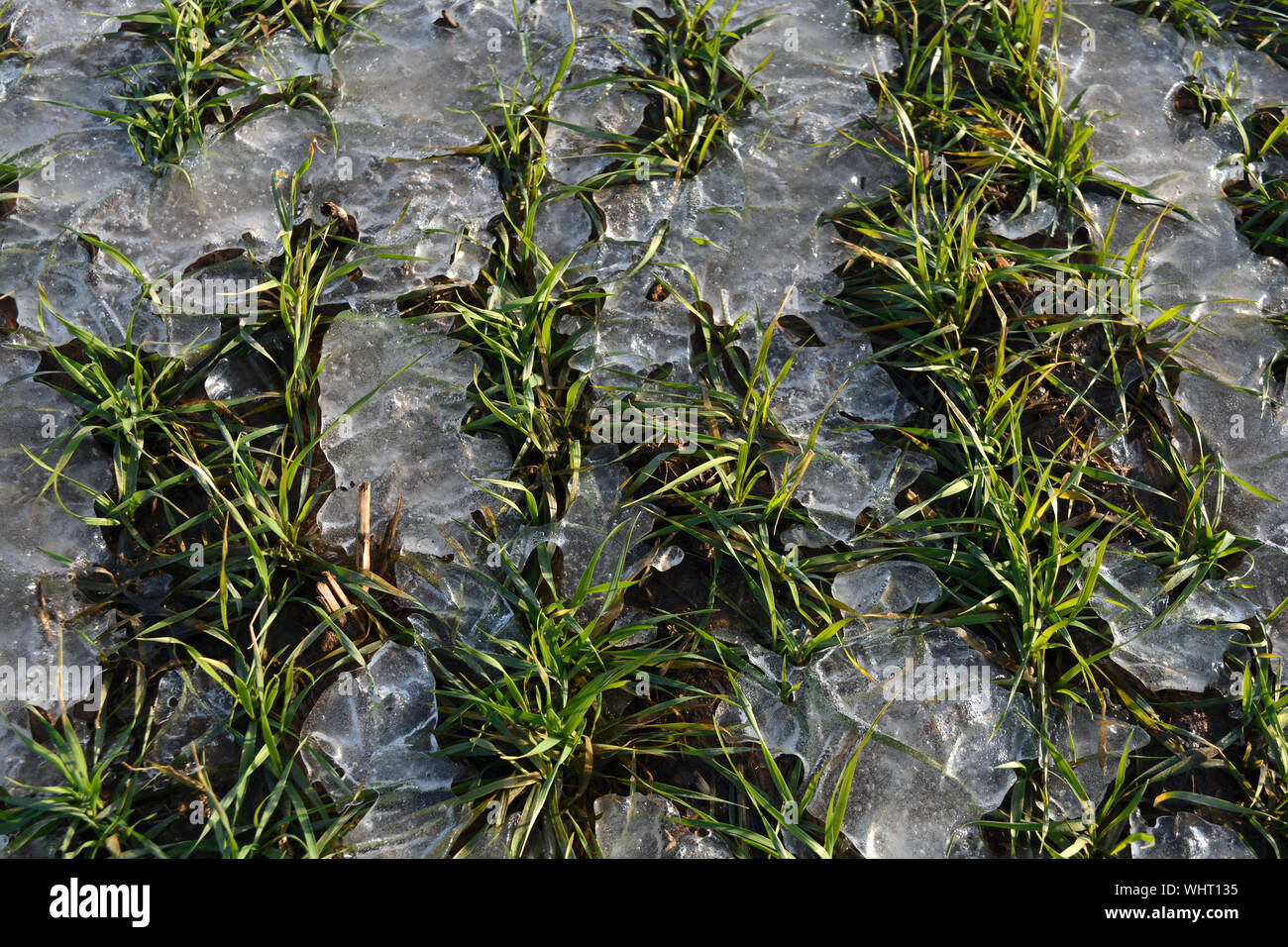 Winter Kulturen Weizen Sprößlinge in den frühen Frühling Eis Stockfoto