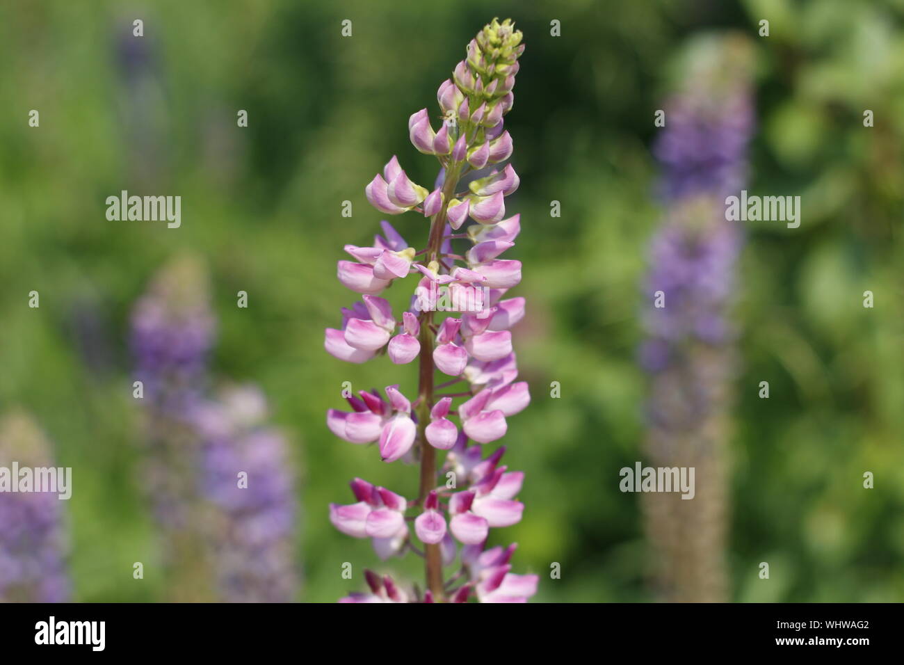 Eine lupine Blüte in den Vordergrund. Lupin blühen Blumen. Bereich der Lupinen. Lila und rosa Lupine auf der Wiese. Stockfoto