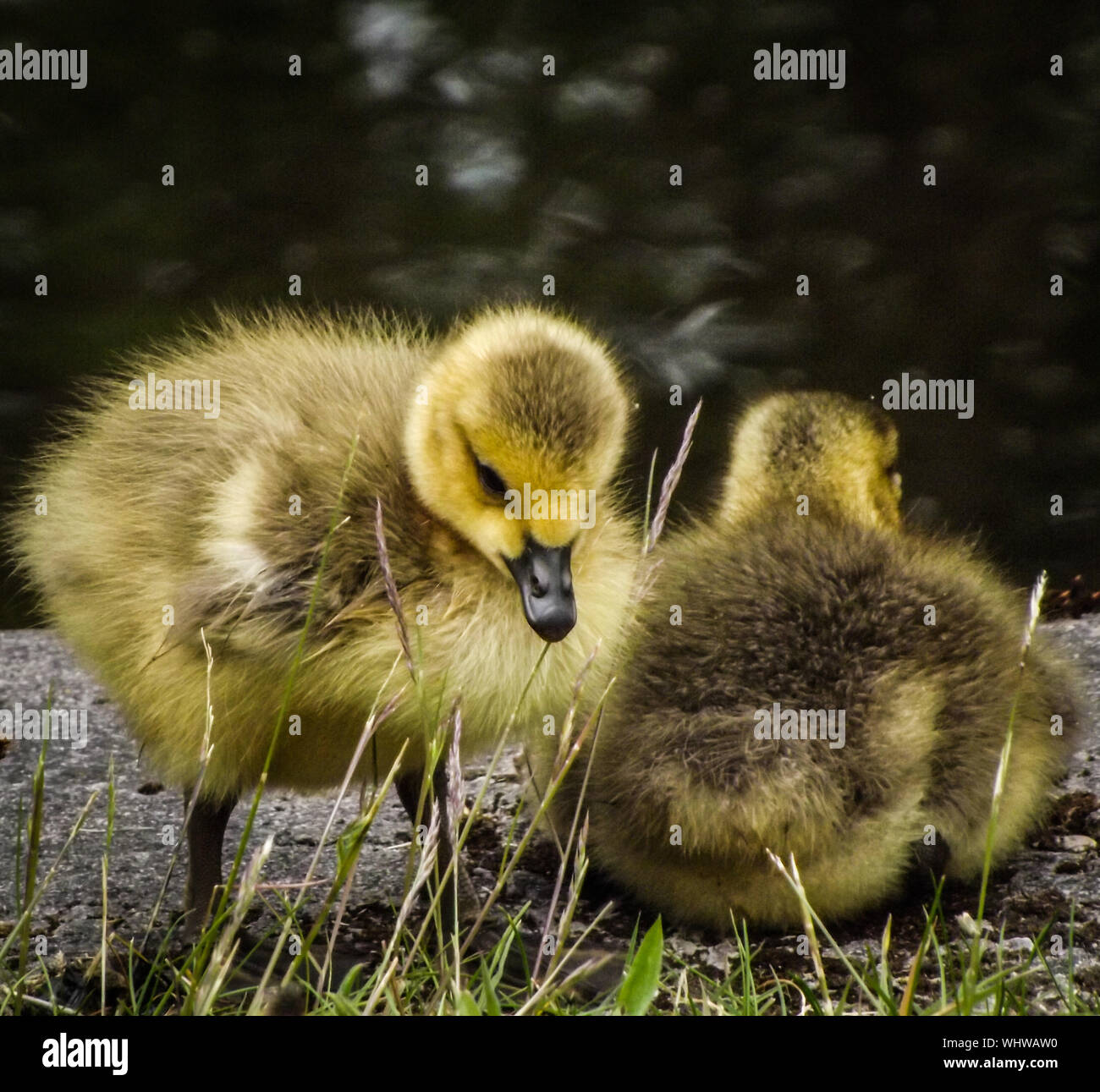 Baby Enten Stockfotos und bilder Kaufen Alamy