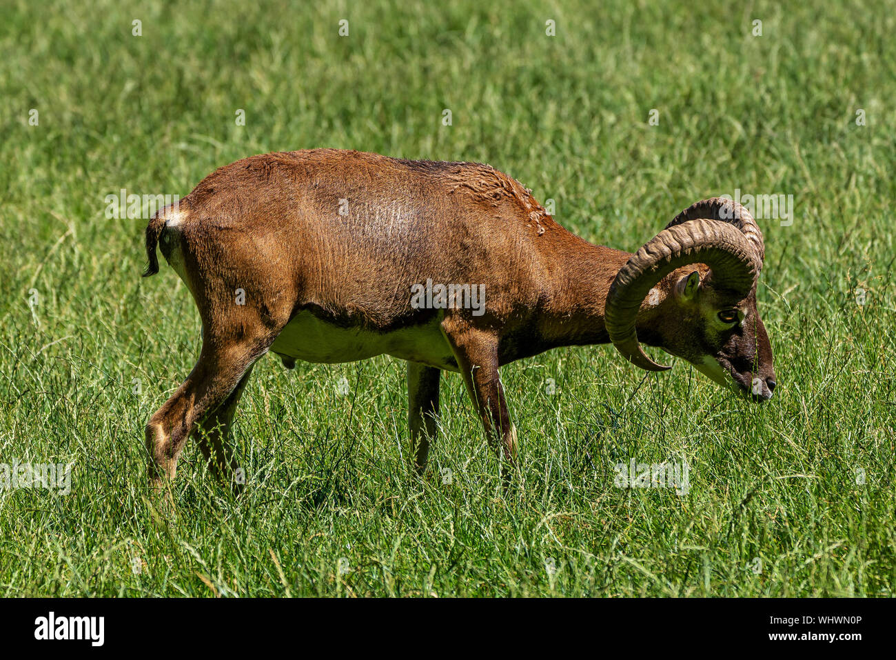 Das europäische Mufflon, Ovis orientalis Musimon ist die westlichste und kleinste Unterart des Mufflons. Stockfoto