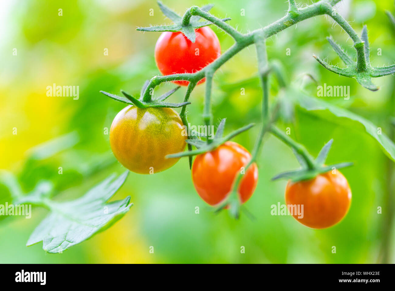 Frische reife rote und die noch nicht reife Tomaten hängen an den Weinstock und eine Tomatenpflanze im Garten Stockfoto