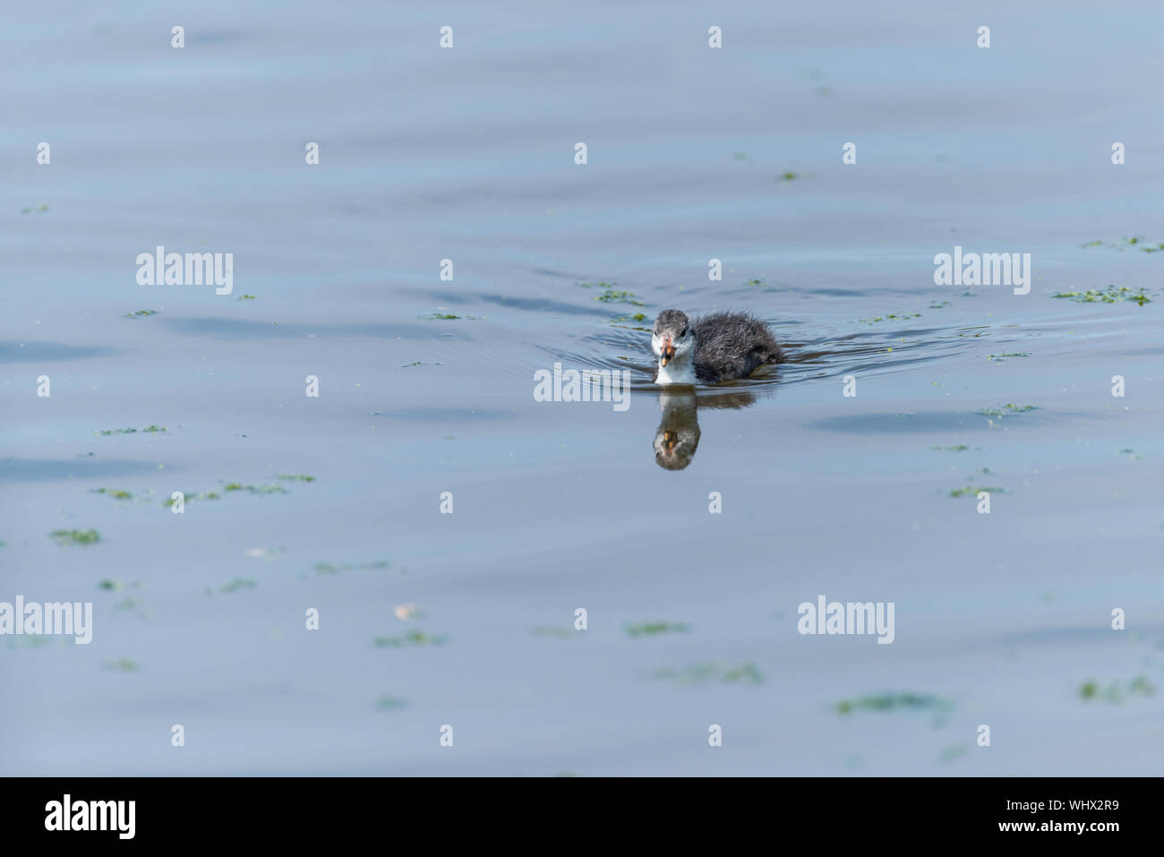 Blässhuhn Küken auf blaues Wasser mit Reflexion. Stockfoto