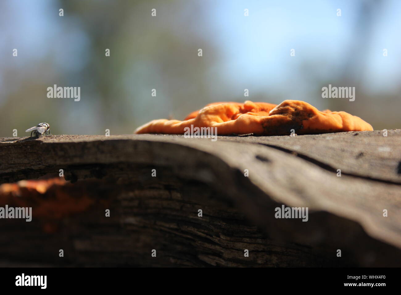 Pycnoporus coccineus Fotos und Bildmaterial in hoher Auflösung Alamy