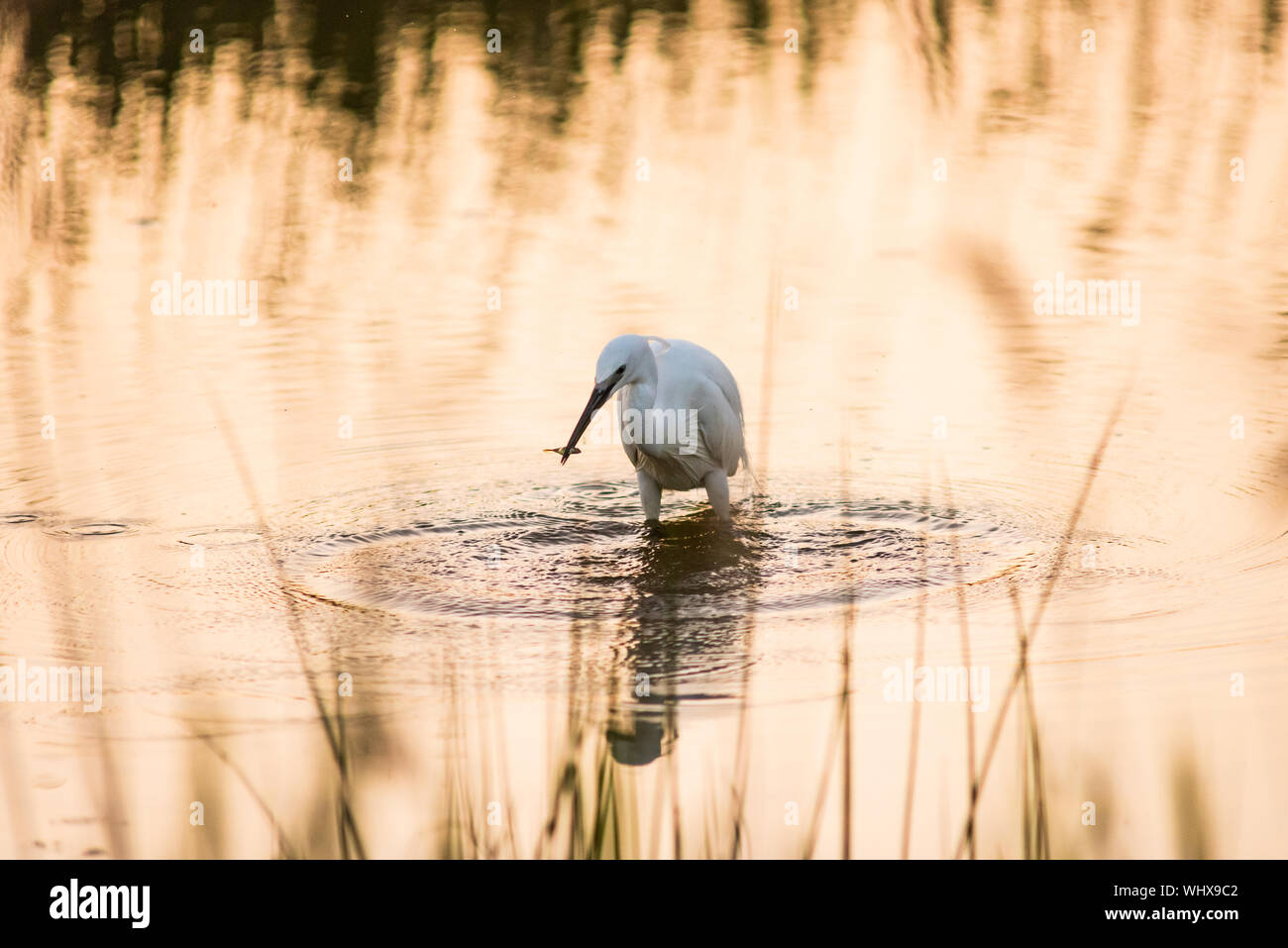 Seidenreiher mit Fisch in goldenen Wasser. Stockfoto