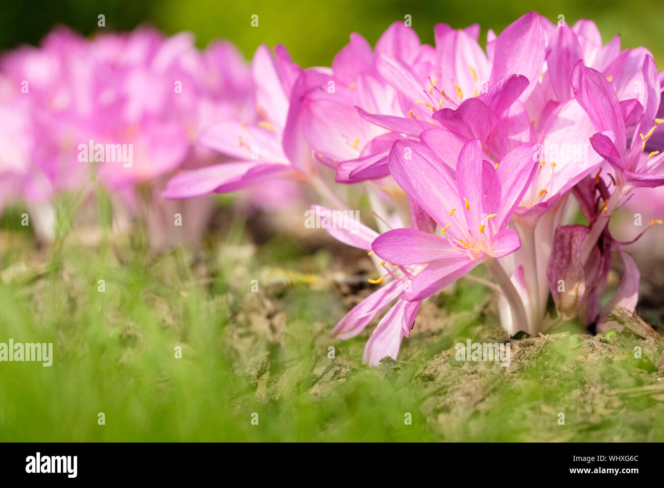 Close-up lila Blumen Herbst Crocus im Gras wächst. Auch als Kilikischen Herbstzeitlose, Colchicum cilicicum 'Purpureum purpureum bekannt Stockfoto