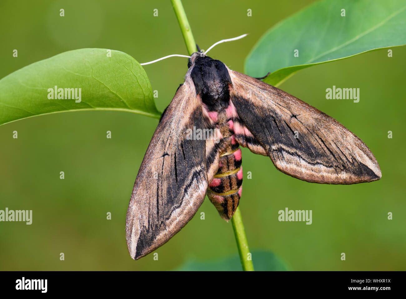Priwet Hawk-moth-Sphinx ligustri, schöne große Hawk-moth aus europäischen Wäldern, Tschechische Republik. Stockfoto
