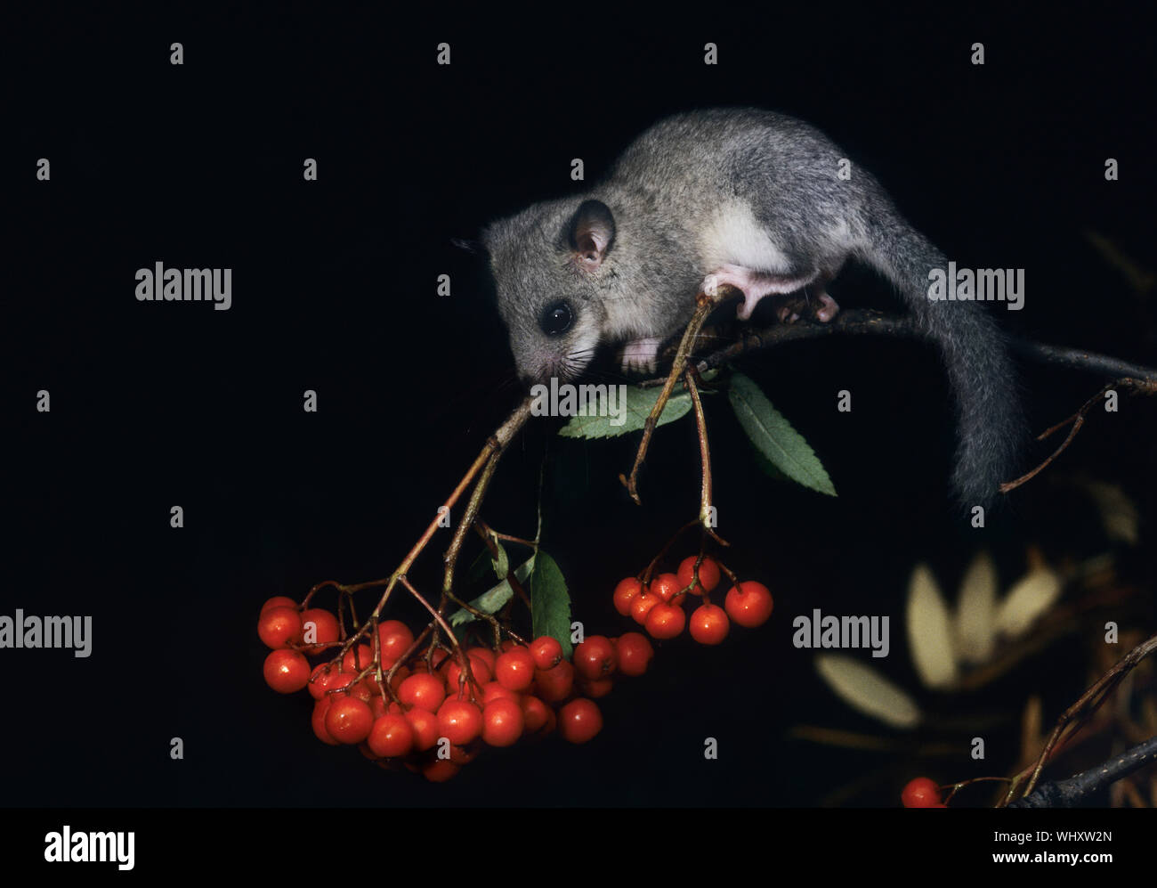 African Pygmy Eichhörnchen Nahrungssuche Beeren Stockfoto