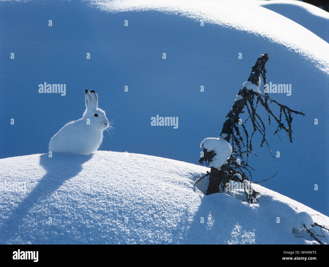 Schneeschuh-Hase Stockfoto