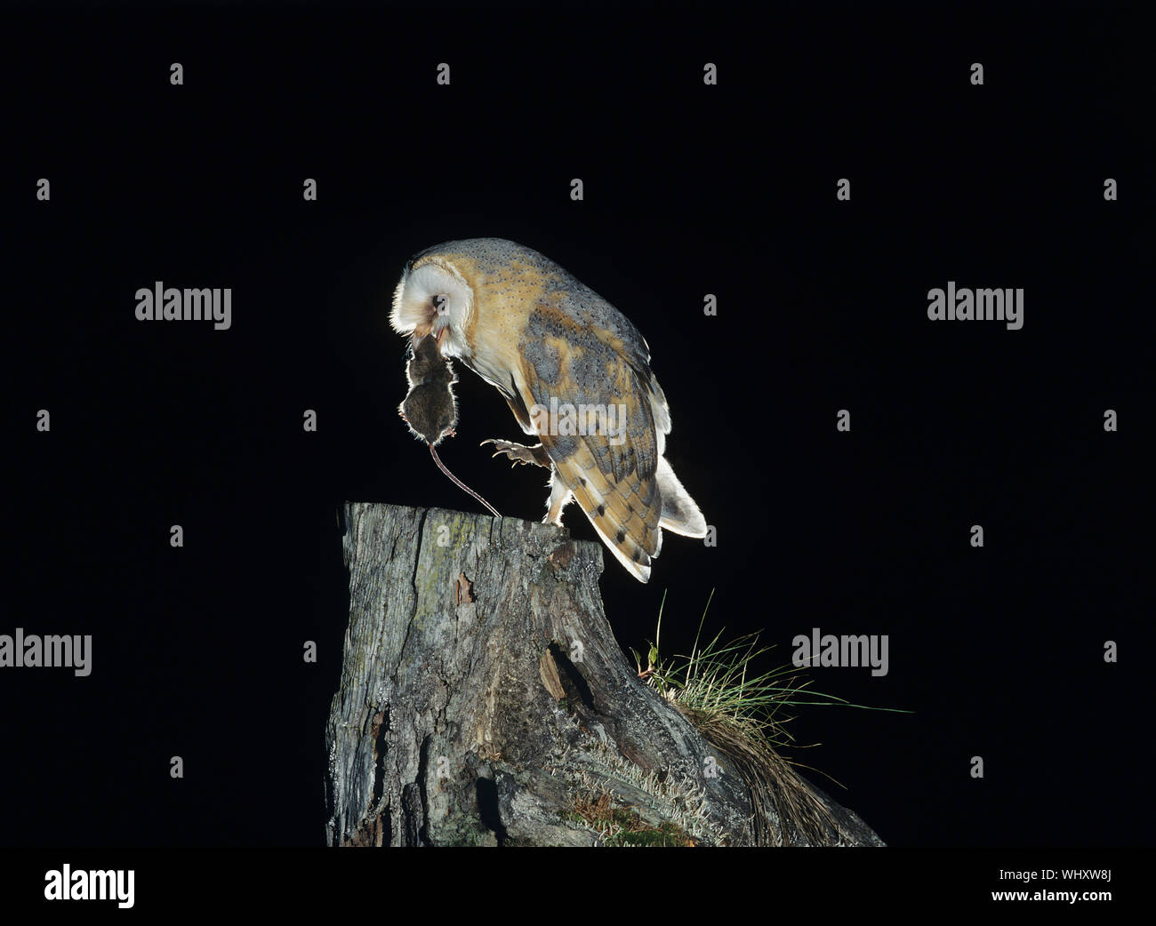 Barn Owl mit Ratte Stockfoto