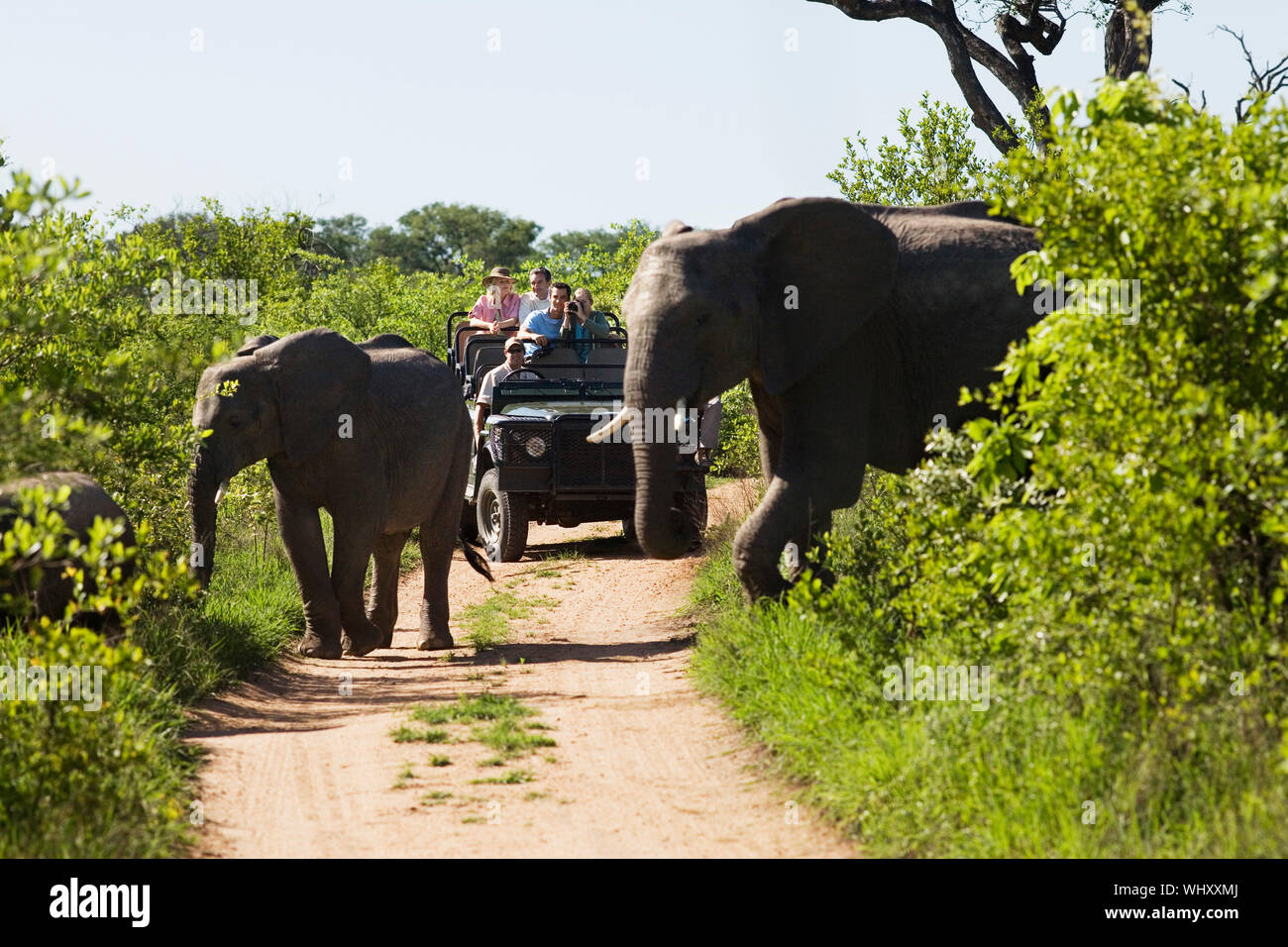 Zwei Elefanten Kreuzung Feldweg mit Touristen im Jeep im Hintergrund Stockfoto