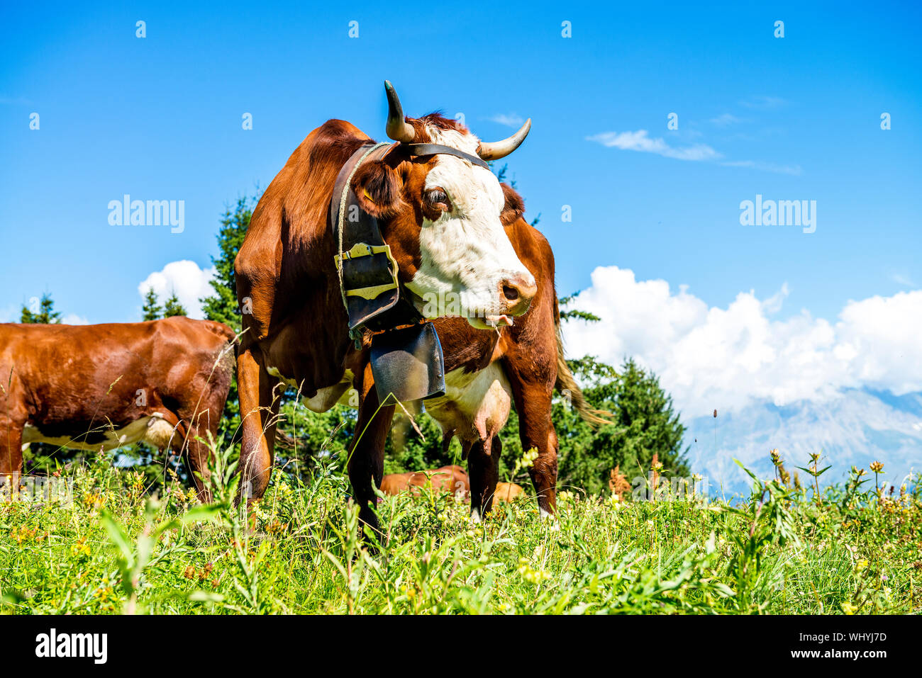 Kuh, Bauernhof Tier in den französischen Alpen, Abondance Rennen Kuh, savy, Beaufort Sur Doron Stockfoto