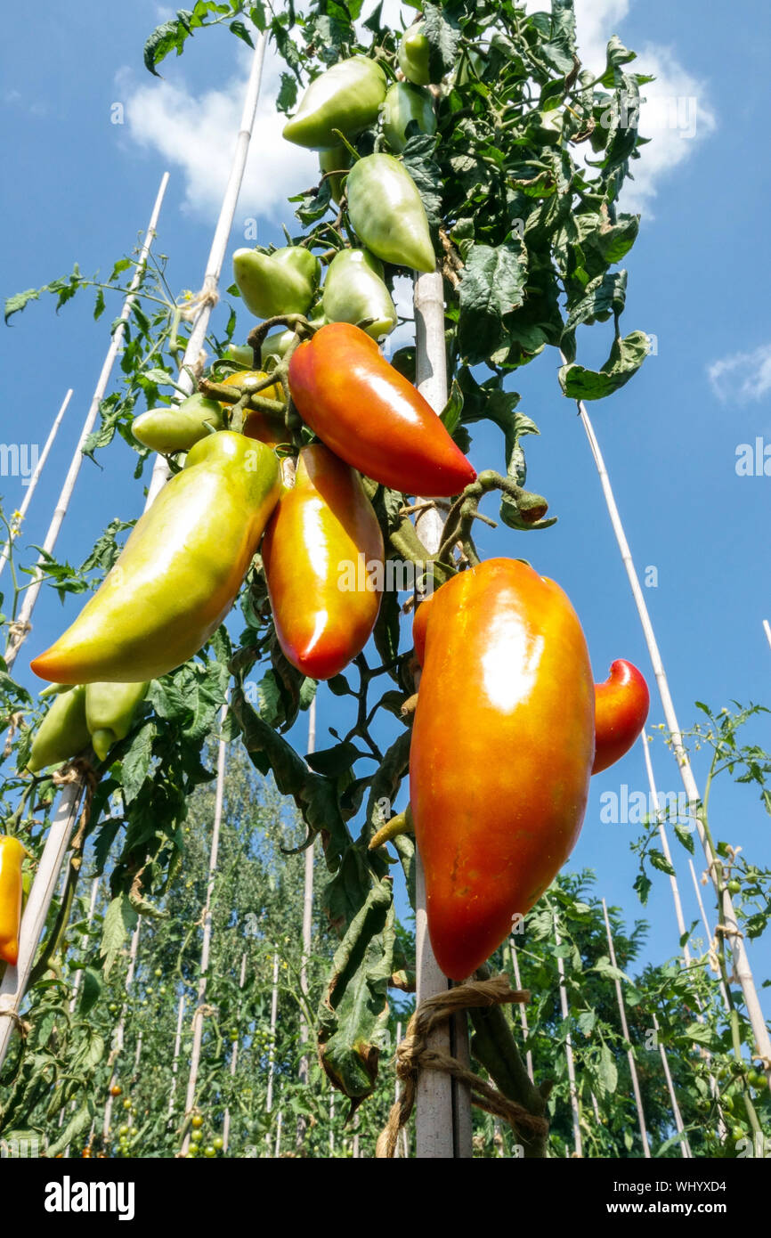 Solanum Lycopersicum "Jersey Devil" wachsen Tomaten im Garten Stockfoto