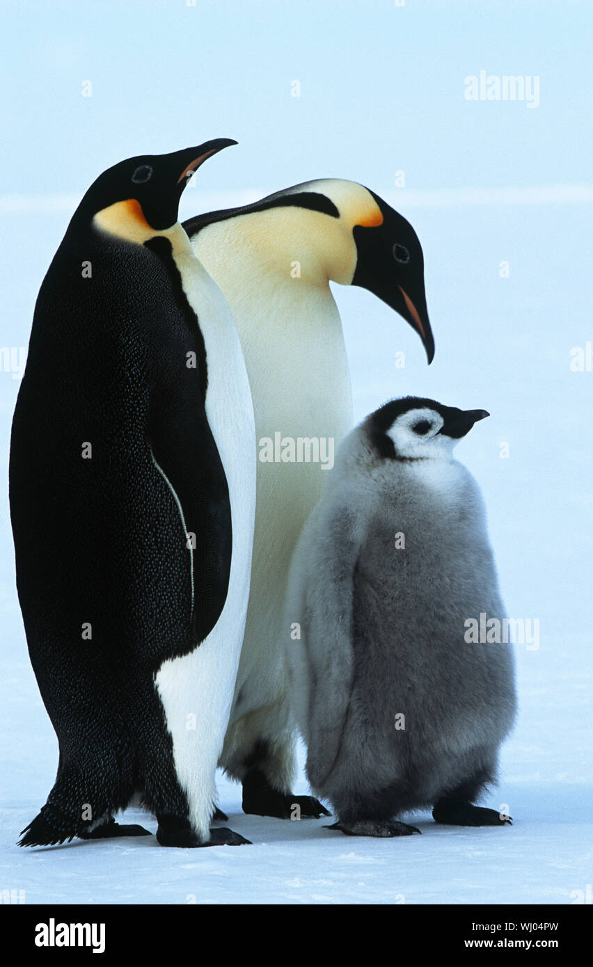 Antarktis, Weddel-Meer, Atka Bay, Kaiser-Pinguin-Familie Stockfoto