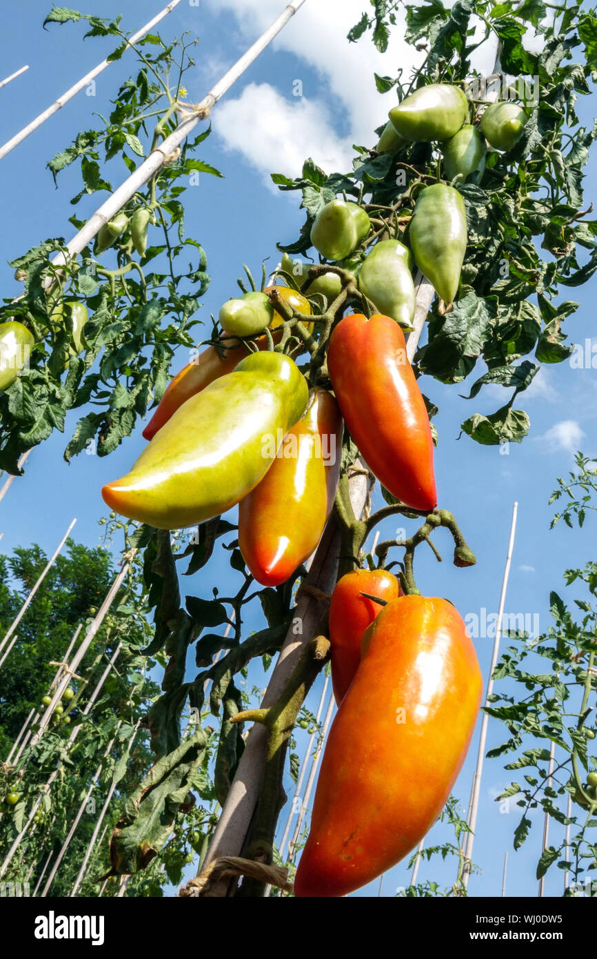 Solanum lycopersicum Tomato Jersey Devil reife Tomaten auf Weinstock Unterstützung Tomatenpflanze Stick Bodenansicht Stockfoto