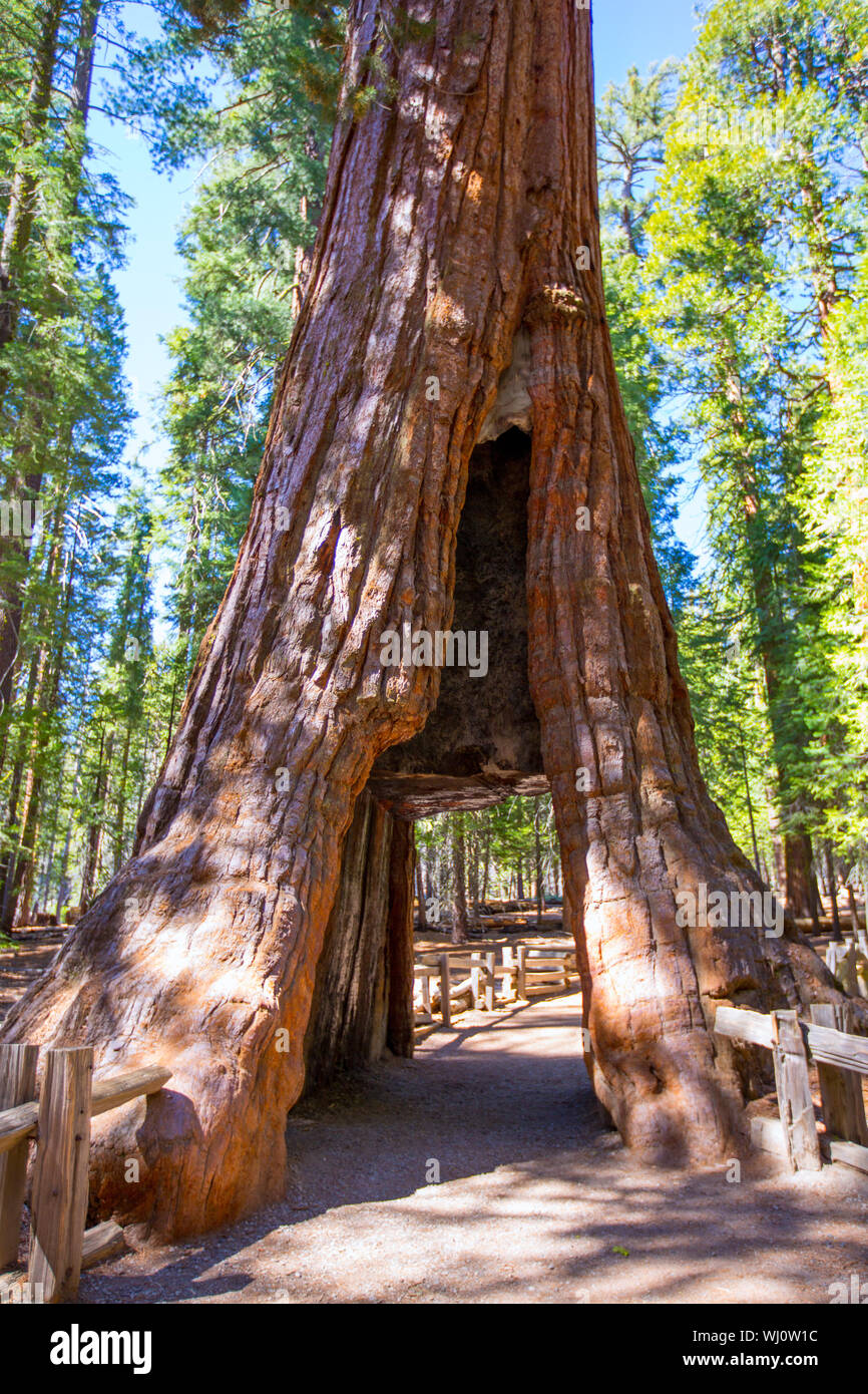 Sequoia-Tor in Mariposa Grove im Yosemite-Nationalpark, Kalifornien Stockfoto