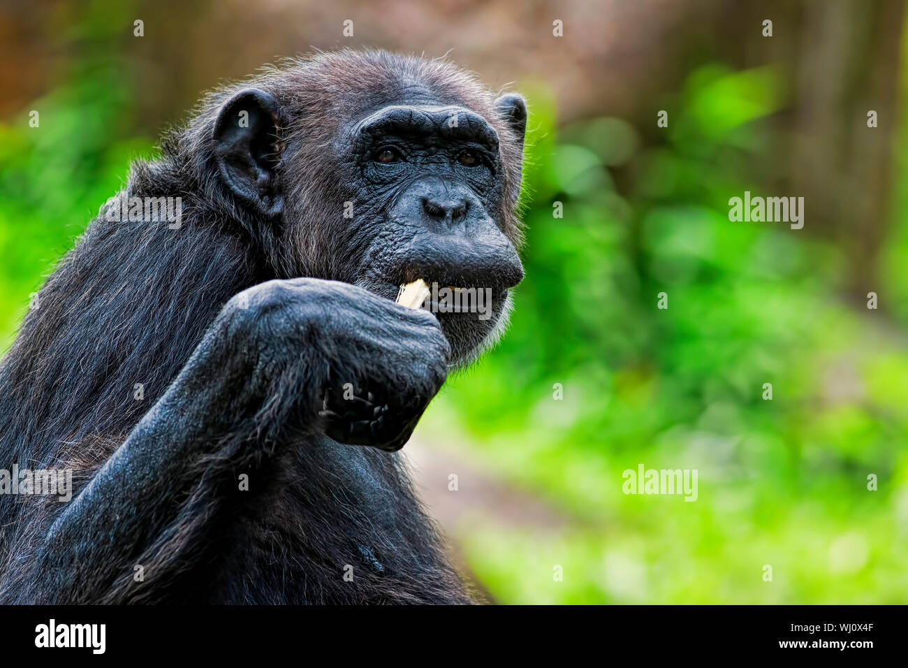 Porträt eines gemeinsamen Schimpansen in freier Wildbahn Stockfoto