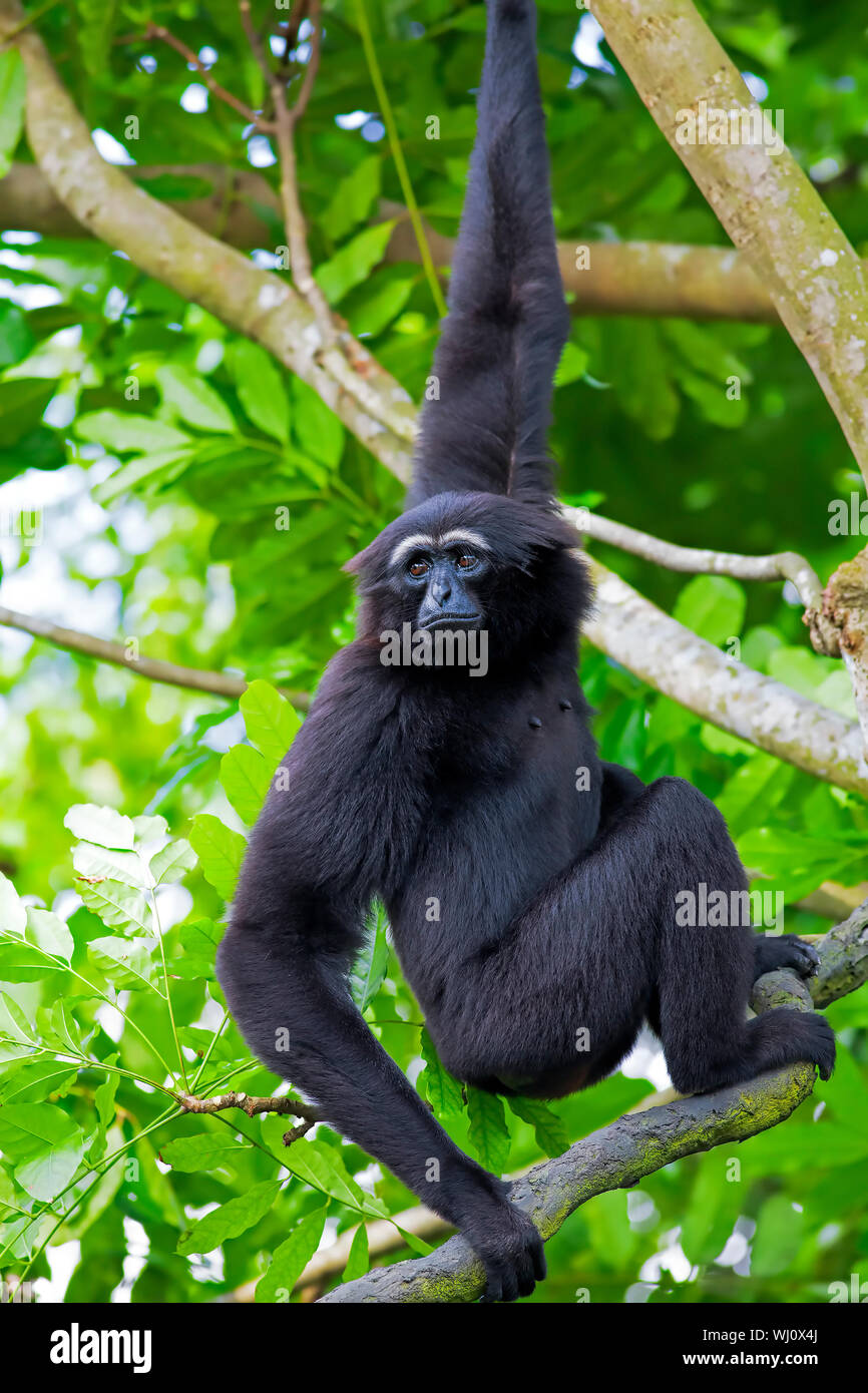 Siamang Gibbon in den Bäumen hängen in Malaysia Stockfoto