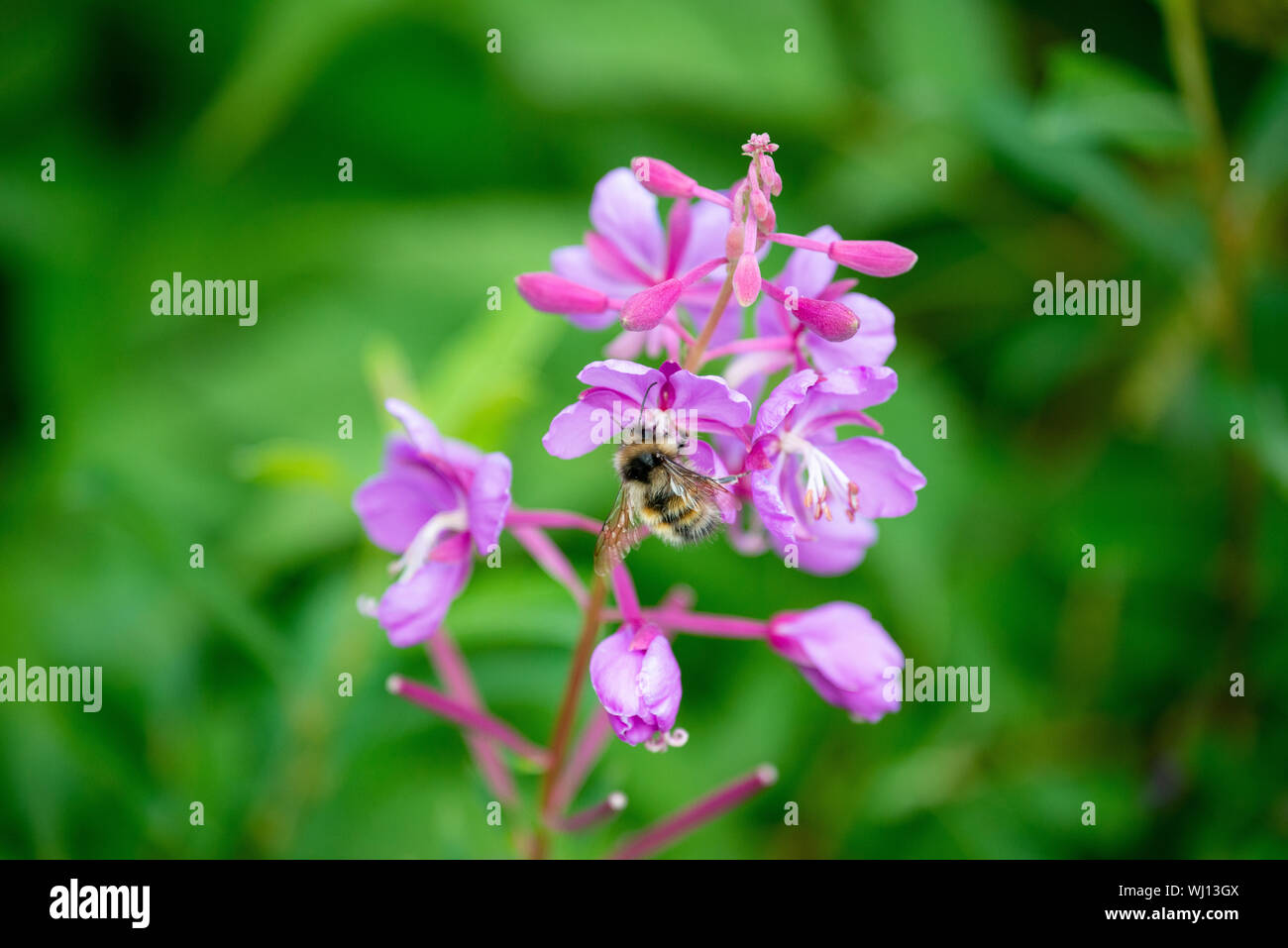 Arktis Hummel bestäubt Fireweed in Whittier Alaska Stockfoto