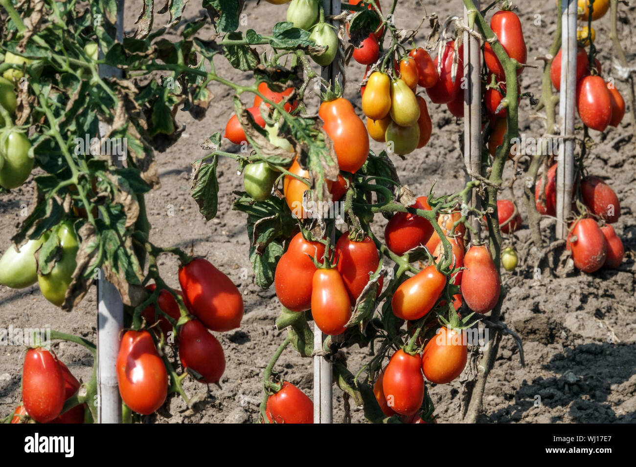 Solanum lycopersicum 'Roma' Anbauen von Tomaten im Garten, Tomaten auf Weinreben Stockfoto