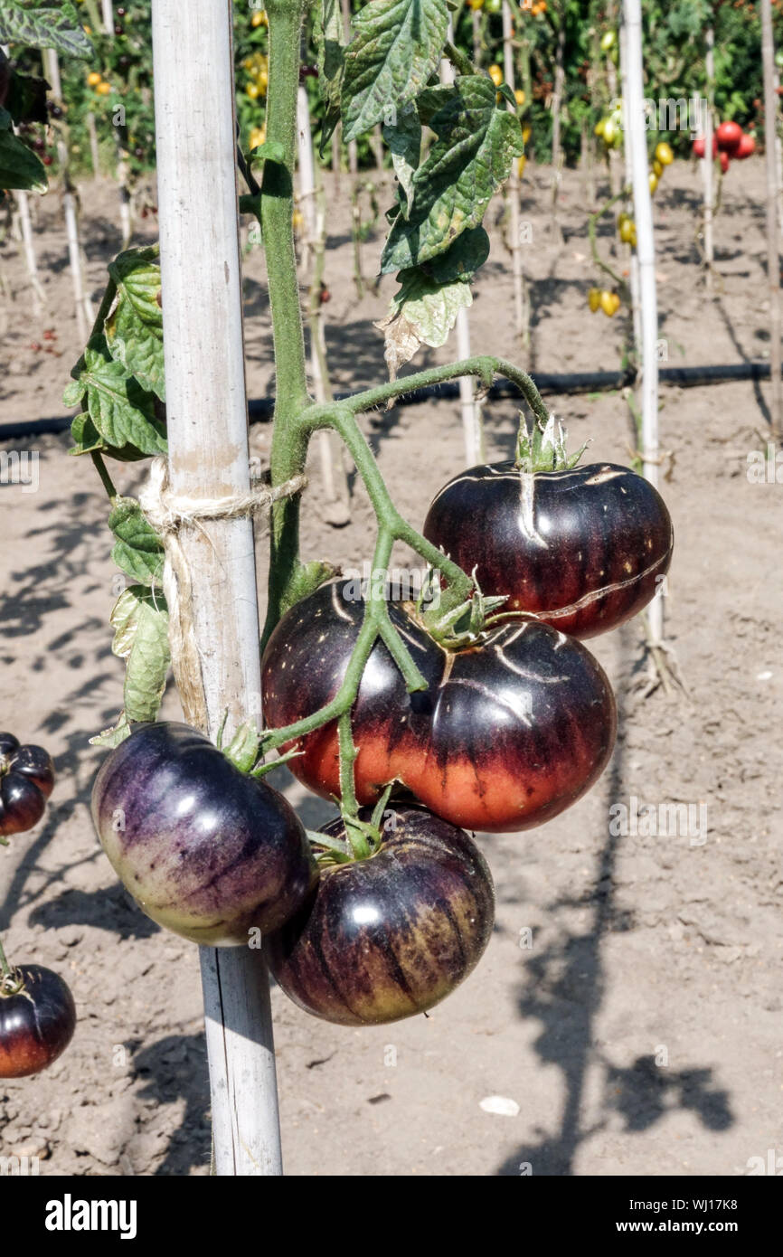 Solanum lycopersicum 'Indigo Blue Beauty' züchten Tomaten im Gemüsegarten Stockfoto