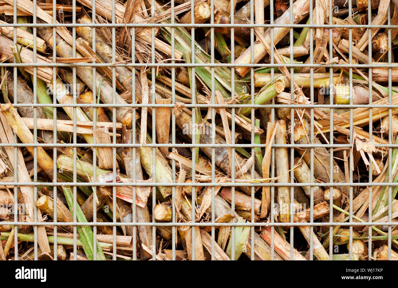 Nahaufnahme Bild von frisch geerntetem Zuckerrohr auf einen Stock zu trainieren "bin" auf dem Weg zur Zuckerfabrik Stockfoto