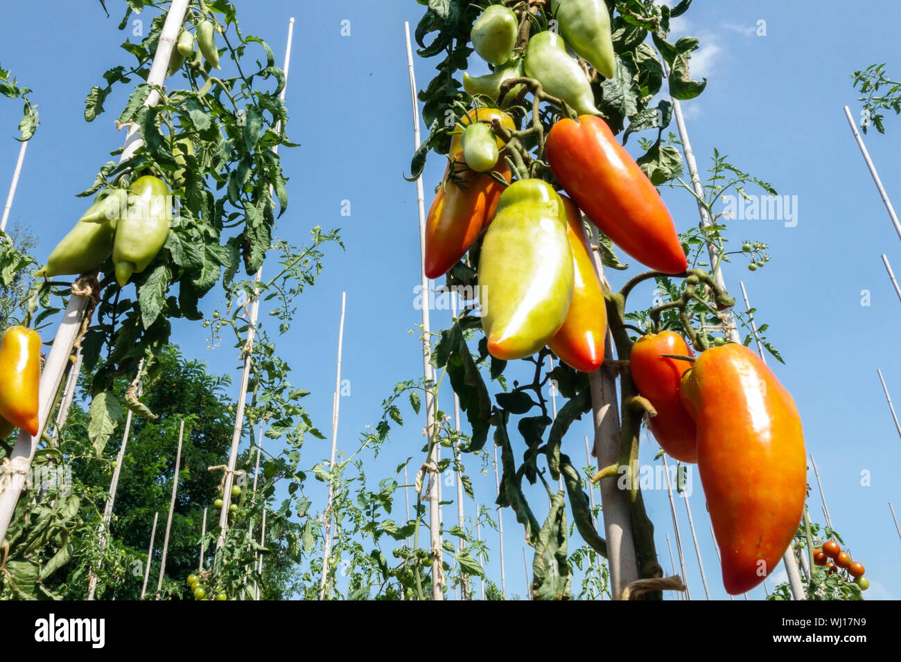 Solanum Lycopersicum "Jersey Devil" wachsen Tomaten im Garten Stockfoto