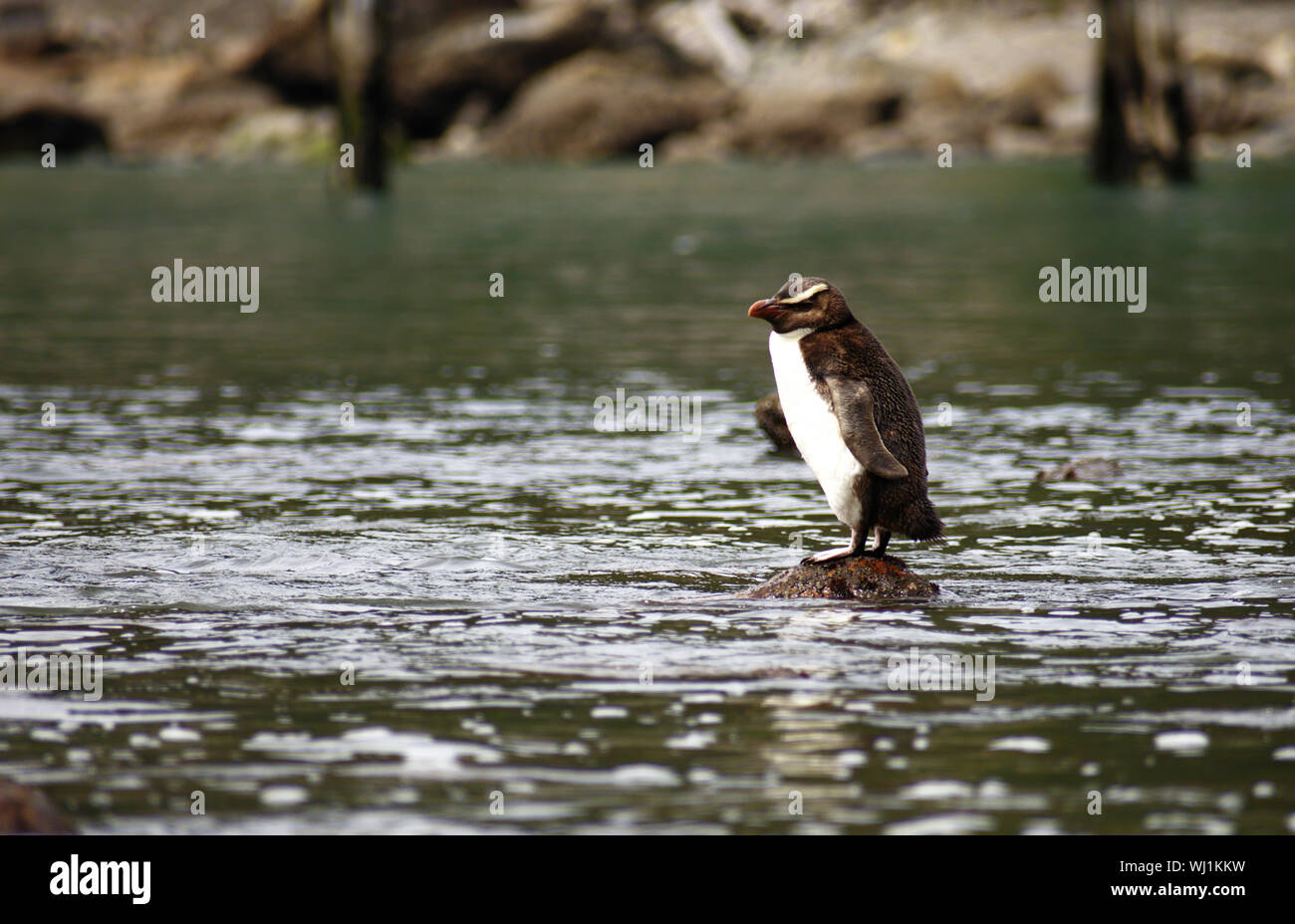 Fiordland crested Penguin (Eudyptes tawaki pachyrynchus), Jackson Bay, Neuseeland endemisch Tier- und Pflanzenwelt Stockfoto