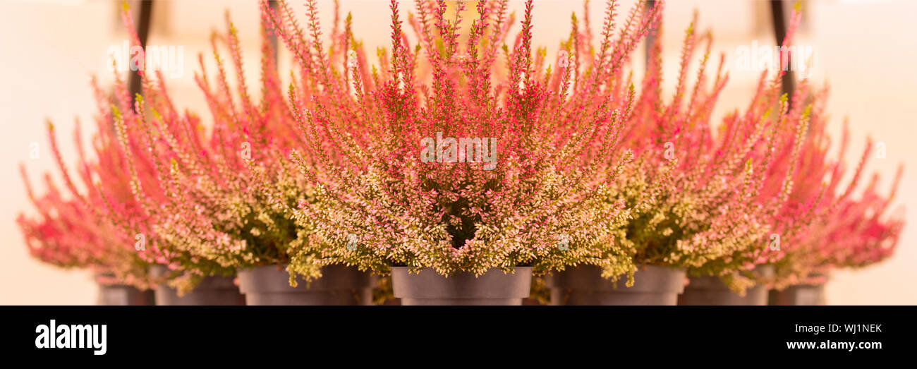 Rot weiss Zweige eines blühenden Heidekraut Blume panorama banner Hintergrund. Heidekraut Calluna vulgaris in Töpfen auf einen hellen Hintergrund Stockfoto