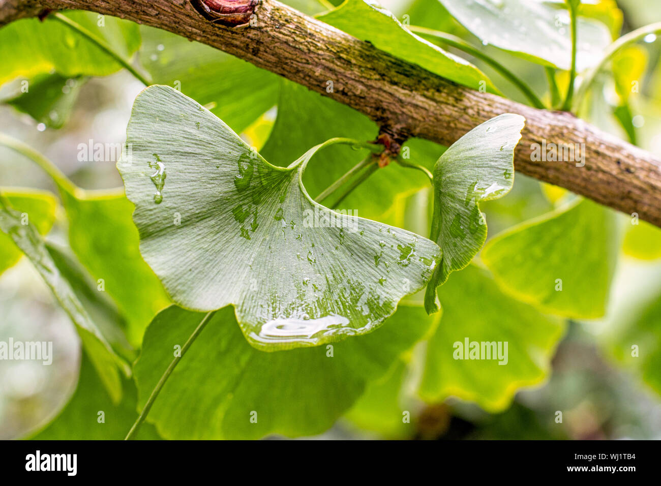 Ginko baum Blatt mit Regentropfen, close-up horizontale Hintergrund. Schönen grünen Blatt von Ginkgo biloba Für die Zubereitung von Tee, orientalische Medizin Stockfoto