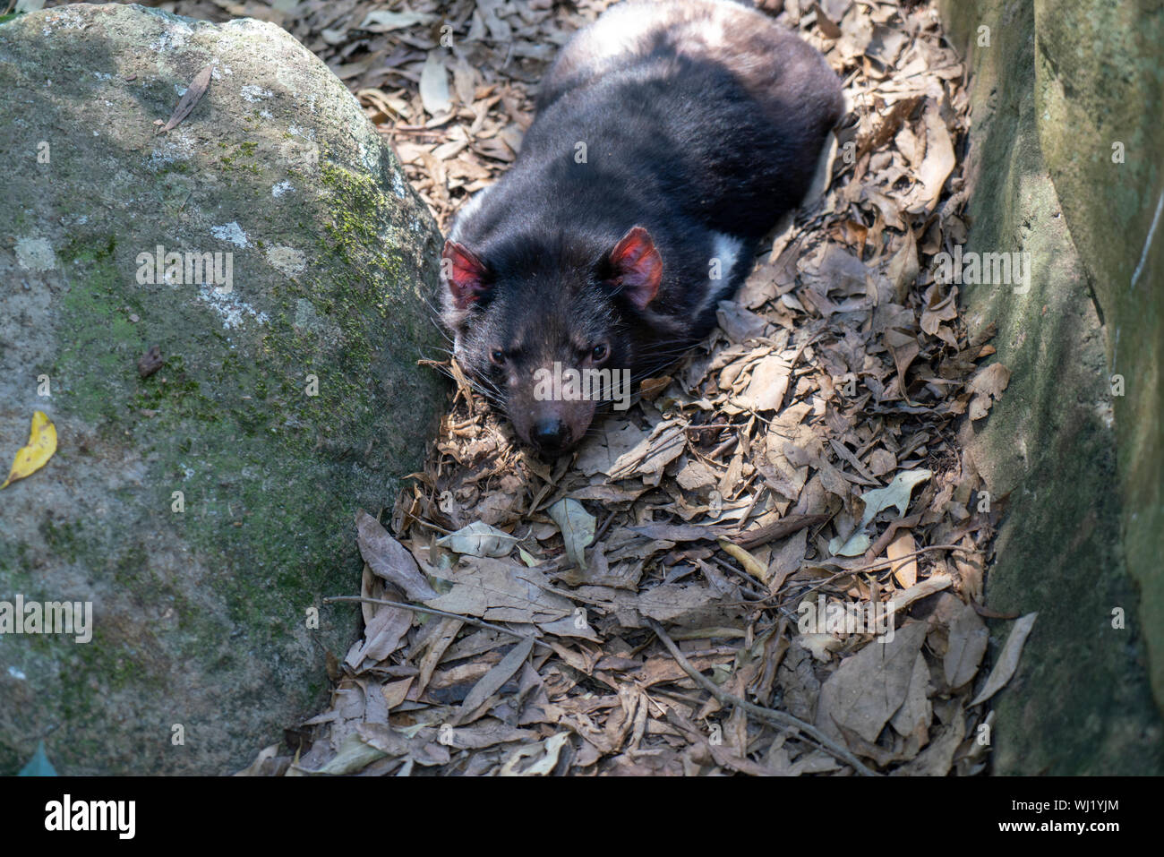 Currumbin Wildlife Sanctuary im Gold Coast, Queensland, Australien Stockfoto